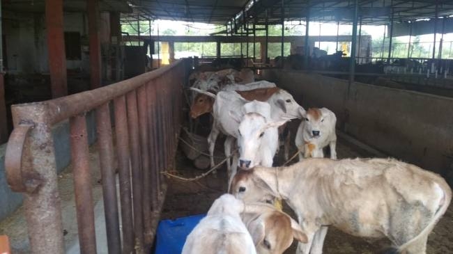 पंजाब सरकार की तरफ से गाय सेवा कमीशन के पूर्व चेयरमैन का लॉकडाऊन के दौरान चारा और दवाओं की उपलब्धता न होने के कारण 180 गायों की मौत का दावा खारिज