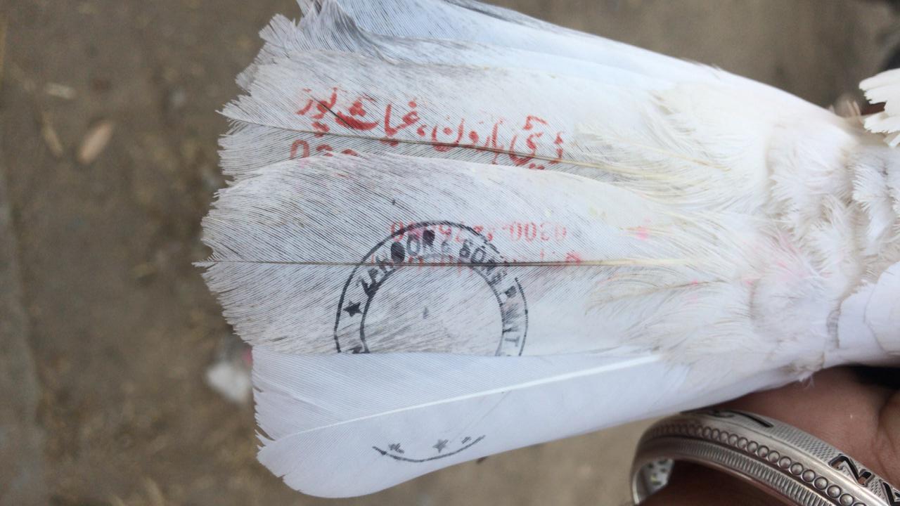 पाकिस्तान से आया कबूतर पकड़ा, उर्दू में लिखा नाम तथा लगी मोहरे, एक नंबर पर लिखा