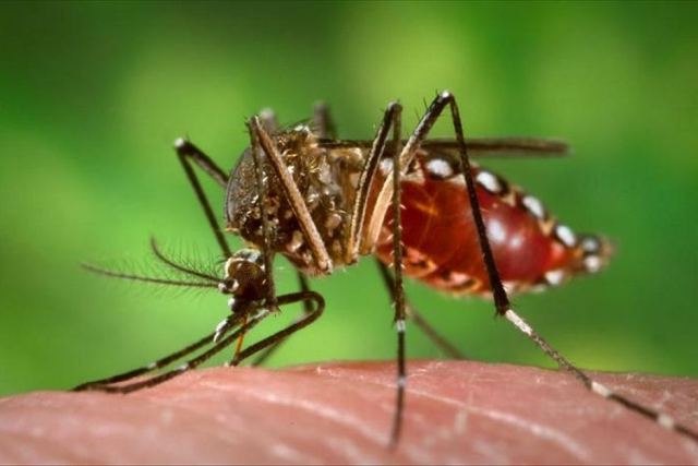 सावधान डेंगू ने दी दस्तक- रेलवे कालोनी एवं बरियार में डेंगू का शिकार हो रहे लोग,गुरदासपुर में पाए गए डेंगू के आठ मरीज