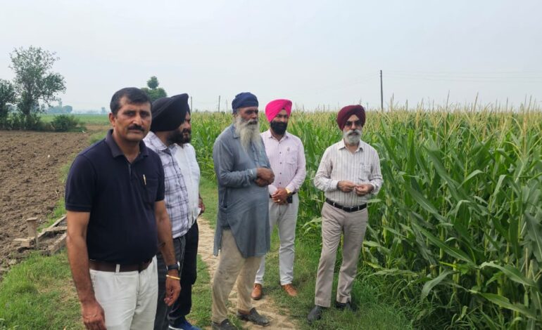 ਖੇਤੀ ਮਾਹਿਰਾਂ ਨੇ ਮੱਕੀ ਦੀ ਫ਼ਸਲ ਉੱਪਰ ਕੀੜਿਆਂ ਦੇ ਹਮਲੇ ਦੀ ਰੋਕਥਾਮ ਲਈ ਨੁਕਤੇ ਕਿਸਾਨਾਂ ਨਾਲ ਸਾਂਝੇ ਕੀਤੇ