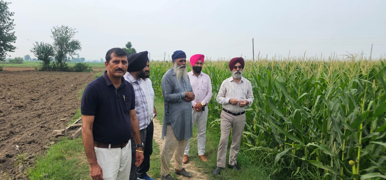 ਖੇਤੀ ਮਾਹਿਰਾਂ ਨੇ ਮੱਕੀ ਦੀ ਫ਼ਸਲ ਉੱਪਰ ਕੀੜਿਆਂ ਦੇ ਹਮਲੇ ਦੀ ਰੋਕਥਾਮ ਲਈ ਨੁਕਤੇ ਕਿਸਾਨਾਂ ਨਾਲ ਸਾਂਝੇ ਕੀਤੇ