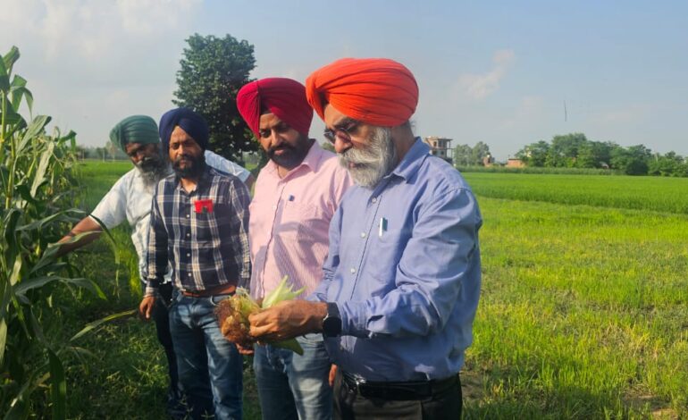 ਸਾਉਣੀ ਦੀ ਰੁੱਤ ਦੀ ਮੱਕੀ ਦੀ ਵੈਰੀਫਿਕੇਸ਼ਨ 10 ਅਗਸਤ ਤੱਕ ਮੁਕੰਮਲ ਕੀਤੀ ਜਾਵੇ : ਮੁੱਖ ਖੇਤੀਬਾੜੀ ਅਫ਼ਸਰ