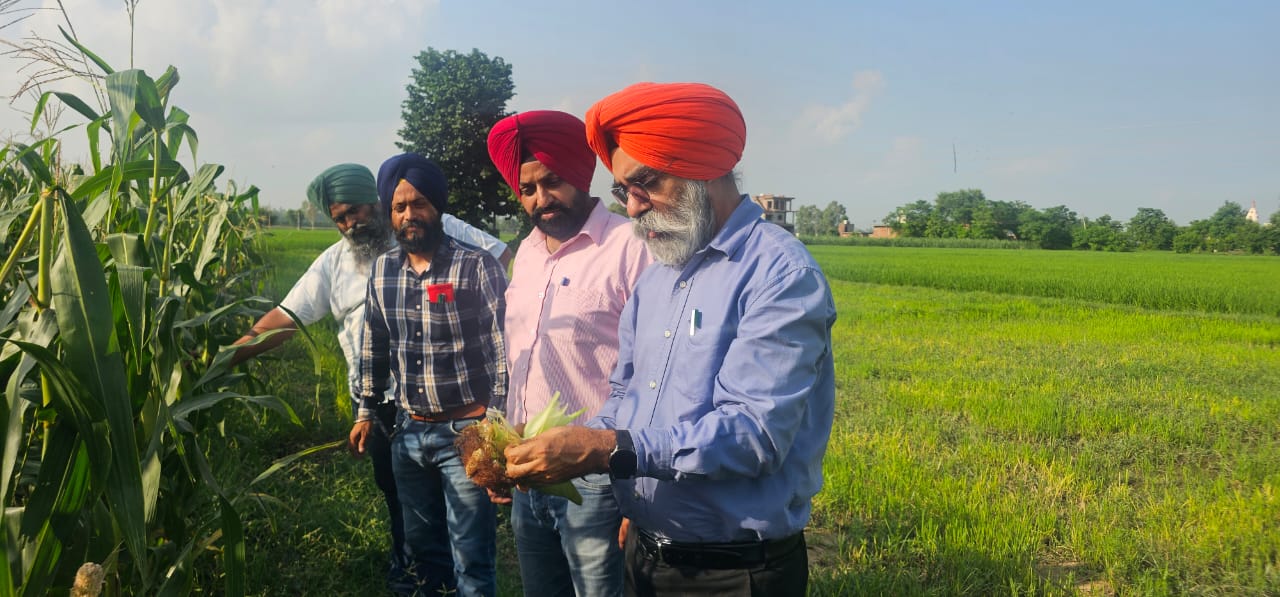 ਸਾਉਣੀ ਦੀ ਰੁੱਤ ਦੀ ਮੱਕੀ ਦੀ ਵੈਰੀਫਿਕੇਸ਼ਨ 10 ਅਗਸਤ ਤੱਕ ਮੁਕੰਮਲ ਕੀਤੀ ਜਾਵੇ : ਮੁੱਖ ਖੇਤੀਬਾੜੀ ਅਫ਼ਸਰ