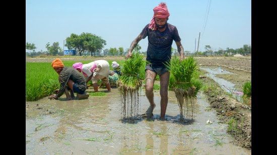 ਮਾਨ ਸਰਕਾਰ ਕਿਸਾਨਾਂ ਦੇ ਨਾਲ: ਧਾਨ ਦੀ ਇਕ-ਇਕ ਬੋਰੀ ਖਰੀਦਣ ਦਾ ਵਾਅਦਾ, ਕਿਸਾਨਾਂ ਨੂੰ ਮਿਲ ਰਹੀ ਪੂਰੀ ਕੀਮਤ