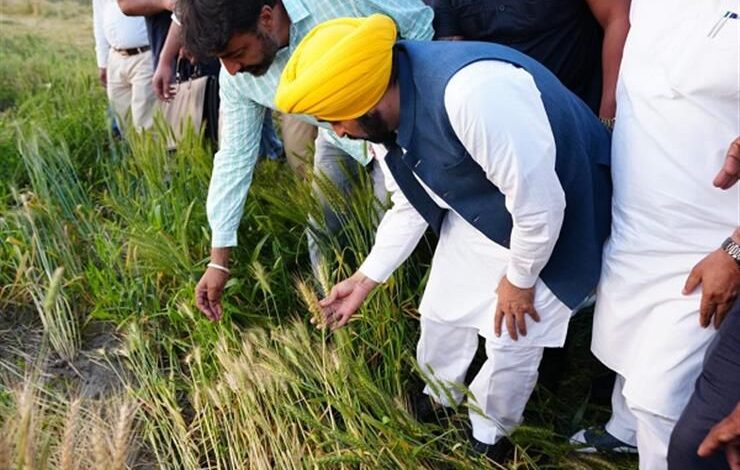 ਮਾਨ ਸਰਕਾਰ ਦੀ ਇਤਿਹਾਸਕ ਪ੍ਰਾਪਤੀ; 11 ਲੱਖ ਤੋਂ ਵੱਧ ਕਿਸਾਨਾਂ ਨੂੰ ਮਿਲਿਆ MSP ਲਾਭ