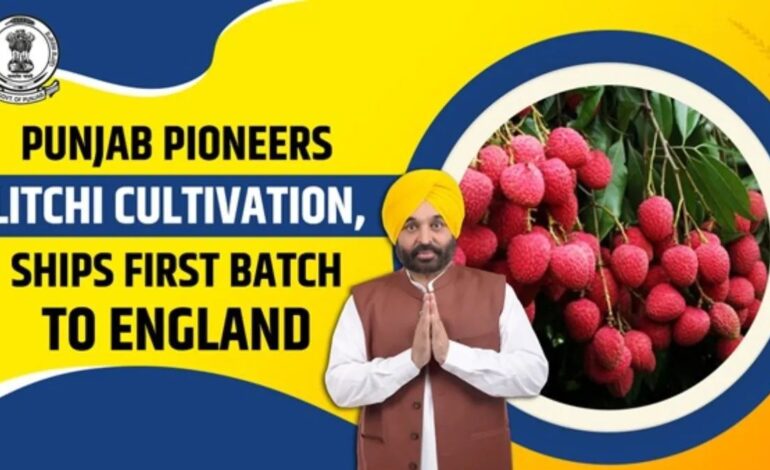 ਮਾਨ ਸਰਕਾਰ ਦੀ ਵੱਡੀ ਕਾਮਯਾਬੀ: ਪੰਜਾਬ ਲੀਚੀ ਦਾ ਨੰਬਰ-1 ਹੱਬ, ਕਿਸਾਨਾਂ ਦੀ ਆਮਦਨ 5 ਗੁਣਾ ਵਧੀ