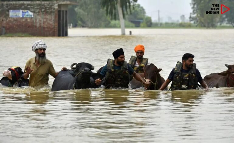 ਹੜ੍ਹਾਂ ਤੋਂ ਬਾਅਦ ਪਸ਼ੂ ਪਾਲਕਾਂ ਲਈ ਰਾਹਤ ਯੋਜਨਾ: ਮਾਨ ਸਰਕਾਰ ਨੇ ਡੇਅਰੀ ਕਿਸਾਨਾਂ ਦੀ 59 ਲੱਖ ਰੁਪਏ ਦੀ ਕੀਤੀ ਸਹਾਇਤਾ