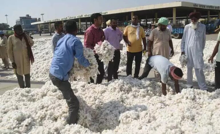 ਮਾਨ ਸਰਕਾਰ ਨੇ ਕਿਸਾਨਾਂ ਨੂੰ ਦਿੱਤੀ ਵੱਡੀ ਰਾਹਤ ! ਸਰਗਰਮ ਪਹਿਲਕਦਮੀਆਂ ਨੇ ਕਪਾਹ ਦੀਆਂ ਕੀਮਤਾਂ ₹5,700 ਤੋਂ ਵਧਾ ਕੇ ₹7,500+ ਕਰ ਦਿੱਤੀਆਂ