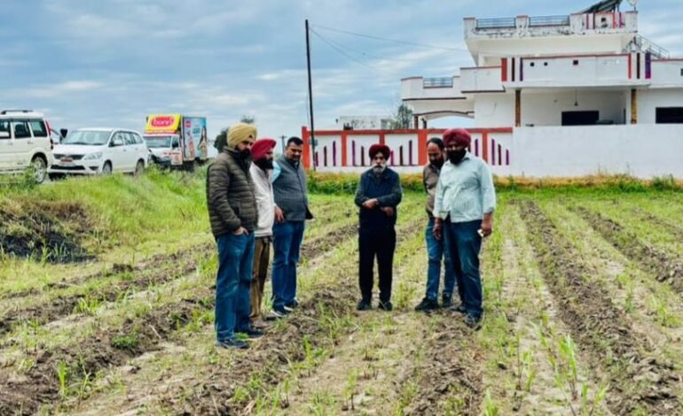 ਗੰਨੇ ਵਿੱਚ ਮੂਢੀ ਦੀ ਫਸਲ ਬੇਹਤਰ ਪ੍ਰਬੰਧਨ ਕਰਨ ਨਾਲ ਵਧੇਰੇ ਪੈਦਾਵਾਰ ਸੰਭਵ- ਕੇਨ ਕਮਿਸ਼ਨਰ