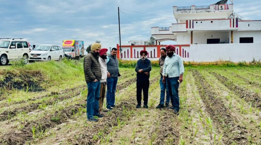 ਗੰਨੇ ਵਿੱਚ ਮੂਢੀ ਦੀ ਫਸਲ ਬੇਹਤਰ ਪ੍ਰਬੰਧਨ ਕਰਨ ਨਾਲ ਵਧੇਰੇ ਪੈਦਾਵਾਰ ਸੰਭਵ- ਕੇਨ ਕਮਿਸ਼ਨਰ