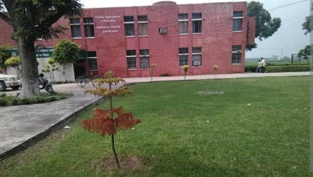 ਖੇਤੀਬਾੜੀ ਯੂਨੀਵਰਸਿਟੀ ਦੇ ਰਿਜ਼ਨਲ ਸਟੇਸ਼ਨ ਗੁਰਦਾਸਪੁਰ ਵਿਖੇ 27 ਮਾਰਚ ਲੱਗੇਗਾ ਕਿਸਾਨ ਮੇਲਾ