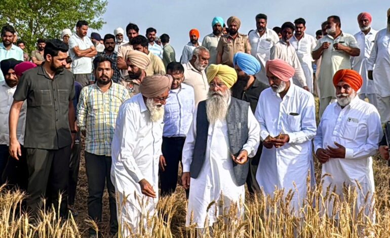 ਖੇਤੀਬਾੜੀ ਵਿਭਾਗ ਦੇ 500 ਤੋਂ ਵੱਧ ਮੁਲਾਜ਼ਮ ਫਸਲਾਂ ਦੇ ਨੁਕਸਾਨ ਦਾ ਲੈਣਗੇ ਜਾਇਜ਼ਾ: ਗੁਰਮੀਤ ਸਿੰਘ ਖੁੱਡੀਆਂ