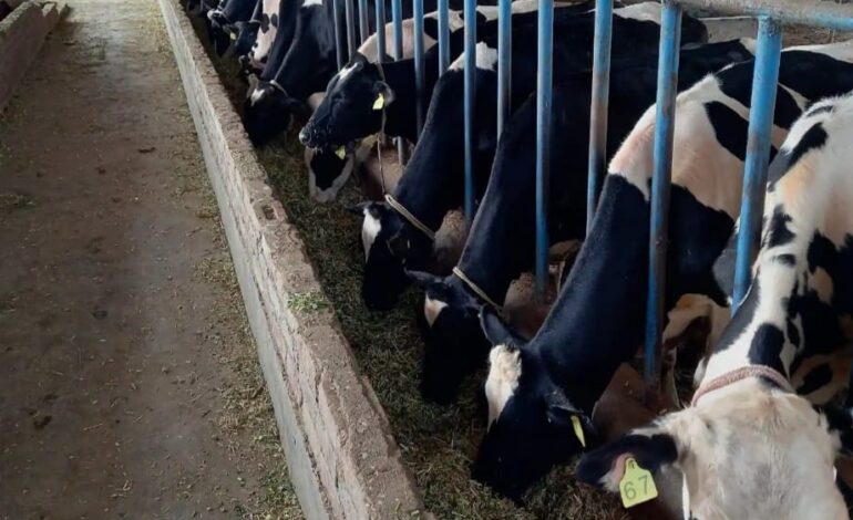 ਡੇਅਰੀ ਉੱਦਮ ਸਿਖਲਾਈ ਕੋਰਸ 4 ਮਈ ਤੋਂ, 30 ਅਪ੍ਰੈਲ ਤੱਕ ਕਰੋ ਰਜਿਸਟ੍ਰੇਸ਼ਨ